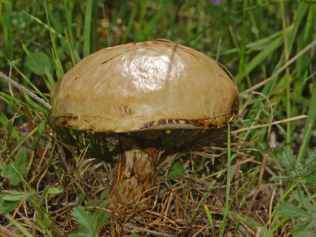 Suillus grevillei ? (cfr. Suillus viscidus/S. bresadolae)
